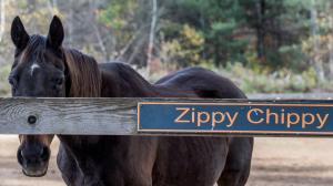 Zippy Chippy, Old Friends, horse racing, America's Best Racing, ABR
