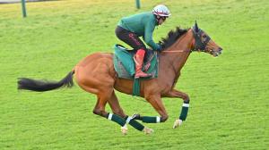 Japan Cup, Tokyo Racecourse, betting, gambling, exacta, trifecta, international, Calandagan, Croix du Nord, Masquerade Ball, Sunrise Earth, Francis-Henri Graffard, trainer, profit, horseplayer, horse racing, Japanese, ABR