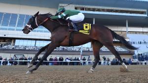 Kentucky Derby, prep, prospect, Captain Cook, Withers Stakes, Aqueduct, St. Elias Stable, Rick Dutrow, Manny Franco, breeding, pedigree, Practical Joke, auction, Thoroughbred, horse racing, Marylou Whitney, Birdstone