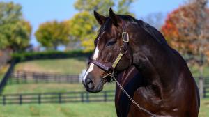 Racehorse, patriotism, patriot, name, patriotic, independence, Fourth of July, 250th birthday, U.S.A., U.S, America, Early Voting, Constitution, American Promise, Freedom’s Not Free, Independence Hall, Americanrevolution, We the People, ABR