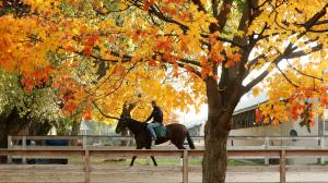 TV, television, radio, Churchill Downs, Del Mar, Gulfstream Park, Aqueduct, Tampa Bay Downs, Laurel Park, Japan Cup, ABR, social media, FanDuel TV, FOX, America’s Day at the Races, HRRN, RTN, Byk, horse racing, Thanksgiving
