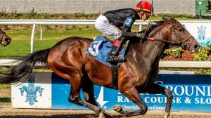 Rookie Rankings, Kentucky Derby, Ted Noffey, Triple Crown, Paladin, Further Ado, Satono Voyage, Blackout Time, Litmus Test, Cannoneer, Napoleon Solo, Iron Honor, Golden Tempo, Fair Grounds, Pyromancer, horse racing, ABR