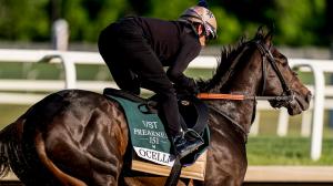 Preakness Stakes, Laurel Park, gambling, Ocelli, maiden, Taj Mahal, Crupper, Robusta, Talkin, Chip Honcho, The Hell We Did, Bull by the Horns, Iron Honor, Napoleon Solo, Corona de Oro, Incredibolt, Great White, Pretty Boy Miah, Triple Crown, ABR