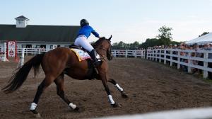 OTTB, myth, fact, retired racehorse, off-the-track Thoroughbred, trail riding, dressage, show jumping, eventing, aftercare, equestrian, training, horse racing, farrier, hoof, feed, weight, amateur, rider, soundness, physical, ABR