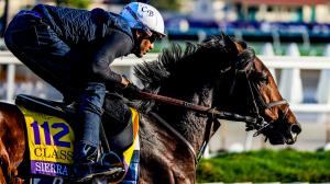Whitney Stakes, Saratoga, gambling, betting, win, handicapping, Contrary Thinking, Fierceness, Post Time, White Abarrio, Disarm, Sierra Leone, Mama’s Gold, Mindframe, Highland Falls, Skippylongstocking, Todd Pletcher, John Velazquez, Irad Ortiz, ABR