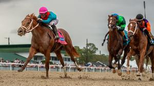 The Puma, Kentucky Derby, Tampa Bay Derby, Tampa Bay Downs, Javier Castellano, Gustavo Delgado, speed figure, pedigree, Essential Quality, Mage, Sam F. Davis Stakes, Blue Grass Stakes, Florida Derby, prep, horse racing, ABR