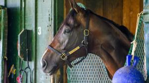 Sovereignty, Breeders’ Cup Classic, Del Mar, America's Best Racing, horse racing, ABR