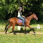 Thoroughbred Aftercare Alliance Success Story: Love at First Sight for Junior and Mary