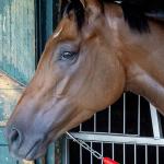 SLIDESHOW: Meet the 2025 Breeders’ Cup Distaff Contenders