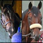 SLIDESHOW: Meet the Contenders for the 2025 Jim Dandy Stakes