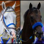 SLIDESHOW: Meet the Contenders for the 2026 Pegasus World Cup
