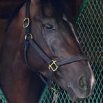 SLIDESHOW: Meet the 2025 Breeders’ Cup Classic Contenders
