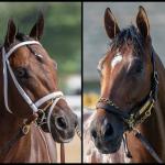 SLIDESHOW: Meet the 2025 Pacific Classic Stakes Contenders