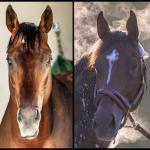 SLIDESHOW: Meet the 2026 Breeders’ Cup Classic Contenders