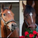 SLIDESHOW: Get to Know the 2026 Belmont Stakes Contenders