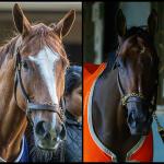 SLIDESHOW: Meet the Fillies and Mares in the 2026 Breeders’ Cup Distaff