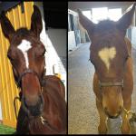 Foal Photos! Meet the 2026 Kentucky Derby Runners as Babies