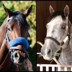 SLIDESHOW: Get to Know the 2026 Kentucky Derby Contenders