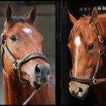 SLIDESHOW: Get to Know the 2026 Kentucky Derby Contenders