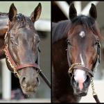 SLIDESHOW: Meet the 2026 Preakness Stakes Horses