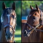 SLIDESHOW: Get to Know the 2026 Travers Stakes Contenders