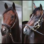 SLIDESHOW: Meet the Contenders for the 2026 Whitney Stakes