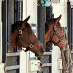 StarLadies Partnership Shopping for Potential Star Fillies at March OBS Sale