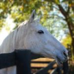 What to Expect in the First 90 Days With an OTTB