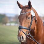 Thoroughbred Aftercare Alliance Success Stories: The Astral Rascal 