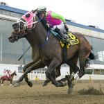 Selections and Strategy for Betting the 2026 Maryland Million Day Card