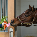 Ask Your Equine Valentine To ‘Be Mine’: Visit Horse Country's Carrot Grams Benefit Stable Recovery  
