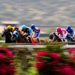 2026 Del Mar Mile Stakes at a Glance