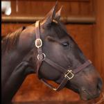 SLIDESHOW: Meet the 2021 Preakness Stakes Contenders