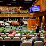 Betting on Potential: The High Drama of Selling Tomorrow’s Stars at the Fasig-Tipton Saratoga Sale