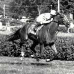 Fourstardave’s Memory Lives on at Saratoga