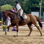 Thoroughbred Makeover Diary: Perspectives on Salesman’s Cool, Calm Personality