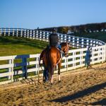 Four Favorites to Bet Against in 2026 Breeders’ Cup