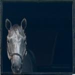 Finding Gleði: Joy, Healing, and New Beginnings for Nash and Reggie