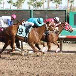 Thoroughbred Racing’s Winningest Horse of 2025: Small-Track Star Sharp Warning