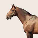 Slew o’ Gold: Magnificent and Majestic