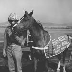 The Story of Sergeant Reckless: Korean War Horse Served with Valor