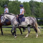 Thoroughbred Aftercare Alliance Success Story: Whats in It for Me Finds What He Needed Most 