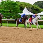 White Abarrio Defeats Sovereignty, Journalism to Win Star-Studded Oaklawn Handicap