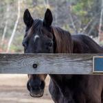 A Zest for the Zip: Zippy Chippy Showed There Is More to Life Than Winning 