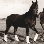 Ack Ack: A Versatile, Determined Racehorse With an Air of ‘No Surrender’