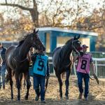Where to Watch/Listen: Horse Racing Coverage Nov. 12-16