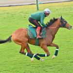 Profitable Strategy Betting Calandagan in the 2025 Japan Cup