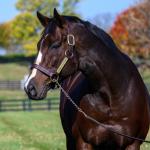 The Best Patriotic Racehorse Names for America’s 250th Birthday 