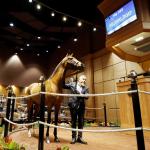 Where to Watch/Listen: Horse Racing and Sales Coverage Nov. 3-9