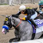 Triple Crown Prospect Profiles: What to Expect From Preakness Winner Napoleon Solo